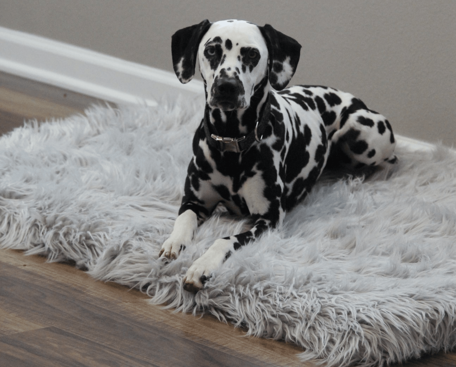 PupRug by Paw.com™ Faux Fur Orthopedic Dog Bed - Rectangle Grey、mySite、solidvoid