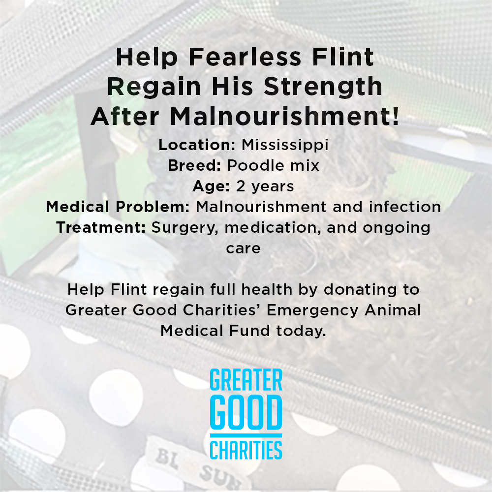 Funded: Help Fearless Flint Regain His Strength After Malnourishment、mySite、camillekostekn