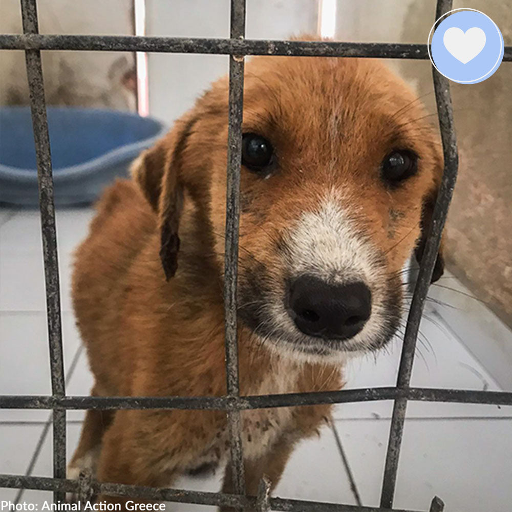 Funded: Help Ares Overcome Sickness and Starvation、mySite、camillekostekn