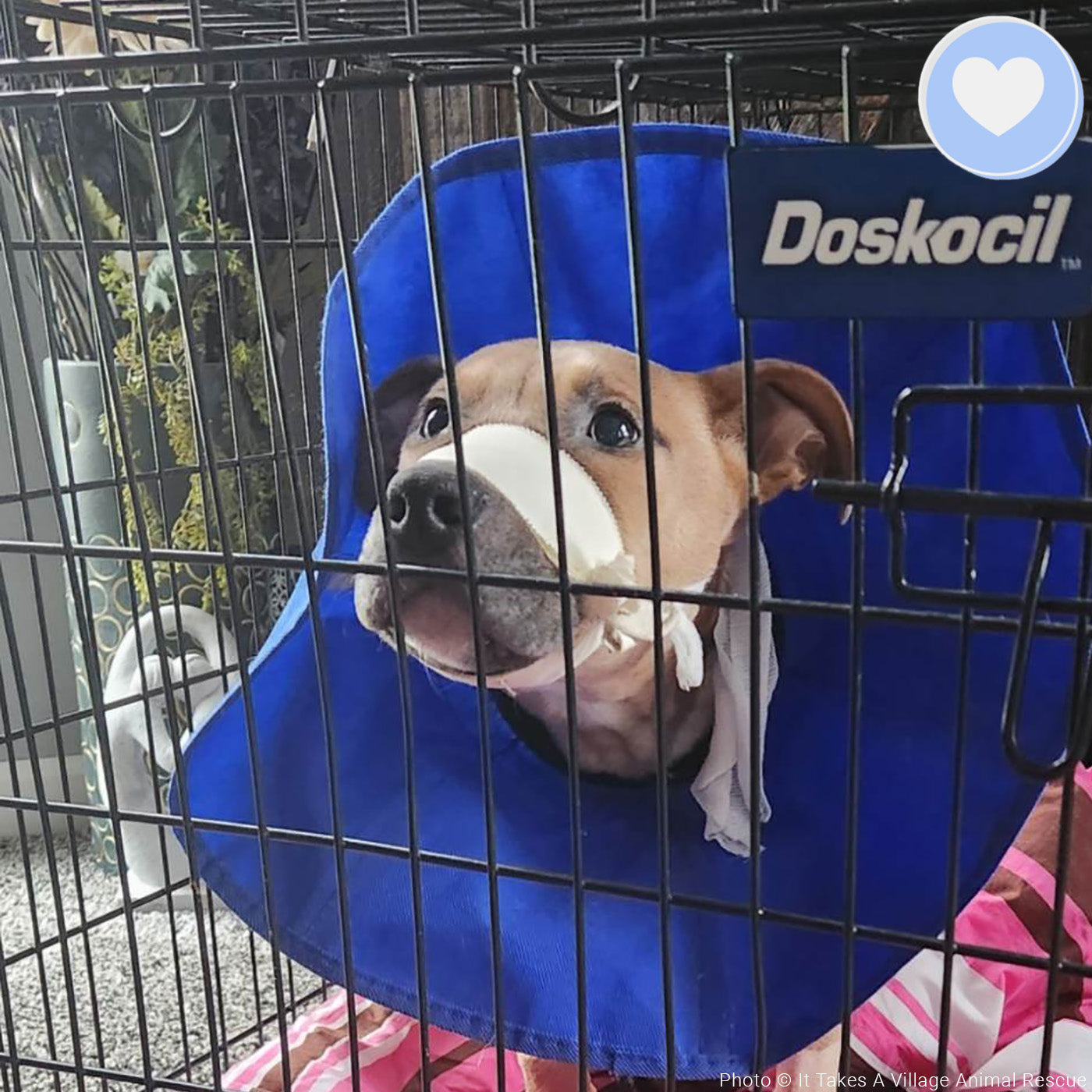 Funded - Help Spiderman Recover After Being Hit by a Car、mySite、camillekostekn