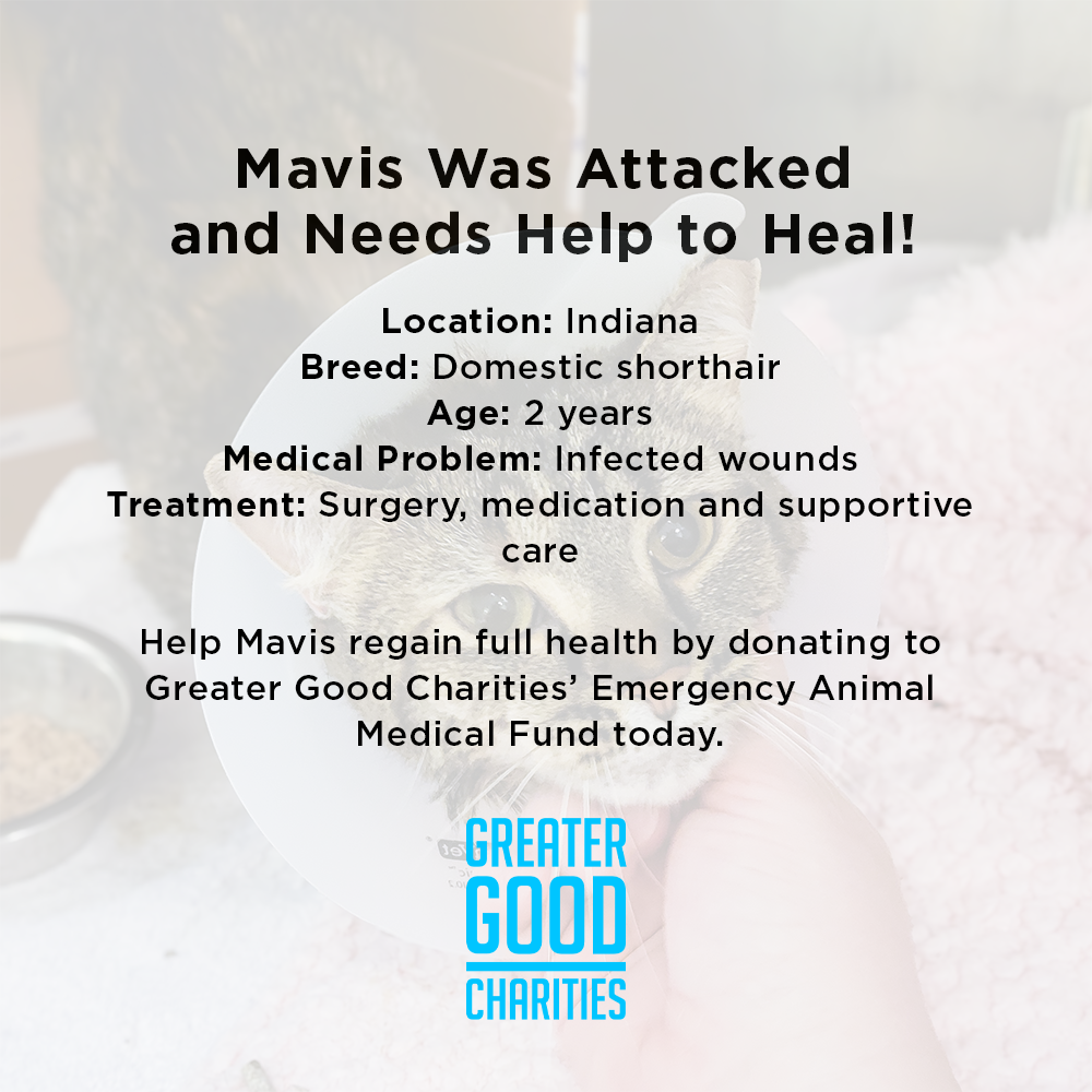 Funded: Mavis was Attacked and Needs Help to Heal、mySite、camillekostekn