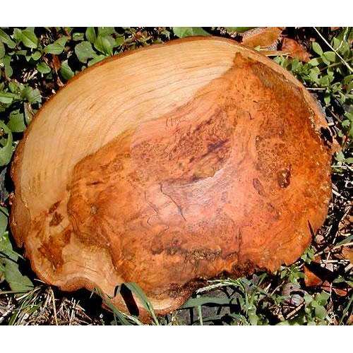 Spencer Peterman Cherry Burl Bowl、mySite、topwebapps