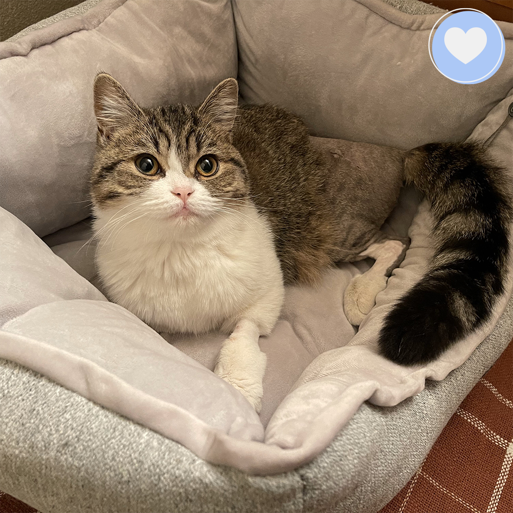 Funded: Help Francine Heal From Fracture、mySite、camillekostekn