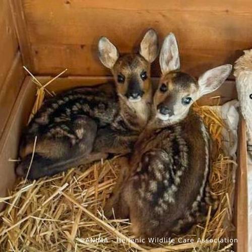 Funded: Orphaned Baby Deer Needs Specialized Care to Grow、mySite、camillekostekn