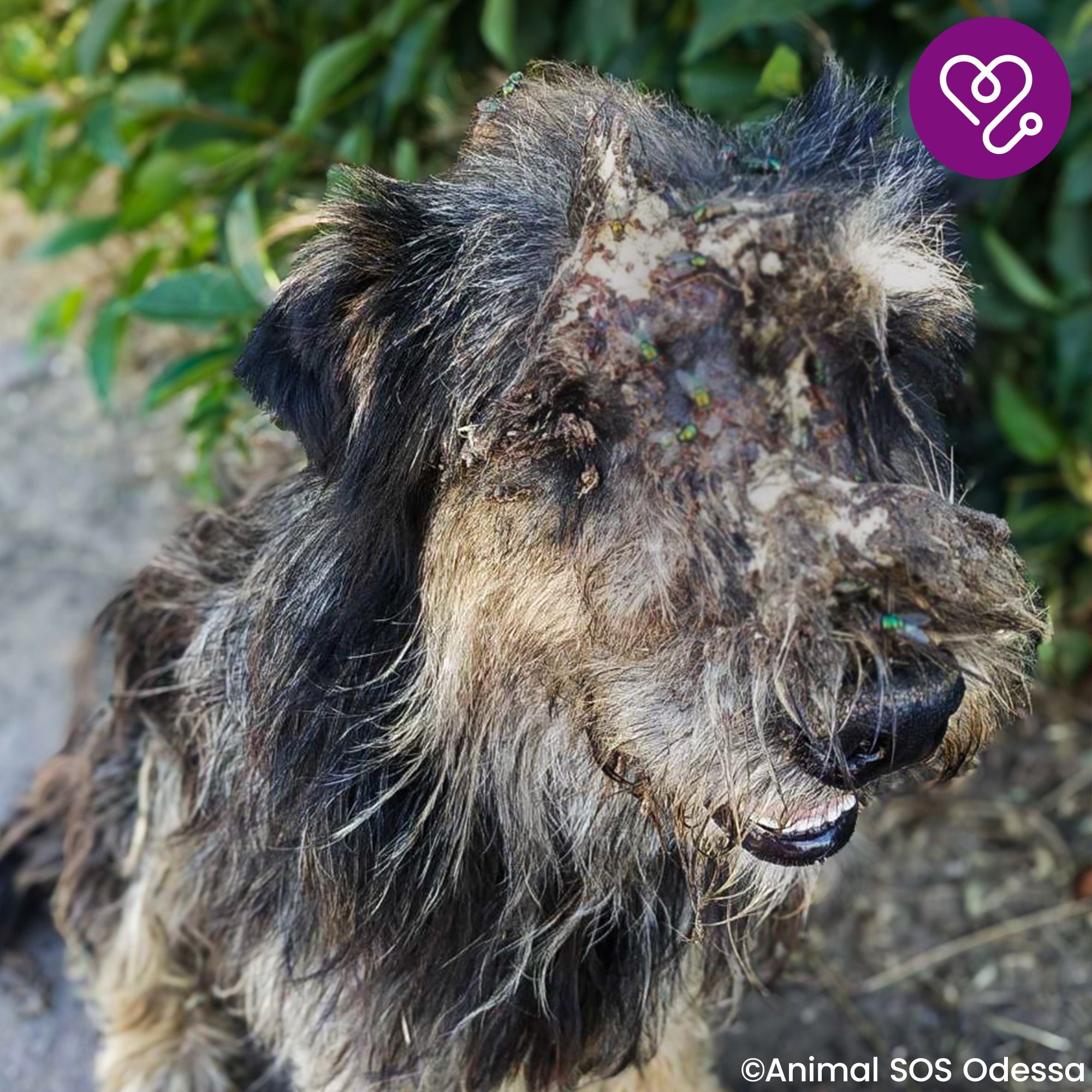 Funded: Help Mark Beat Disease、mySite、camillekostekn