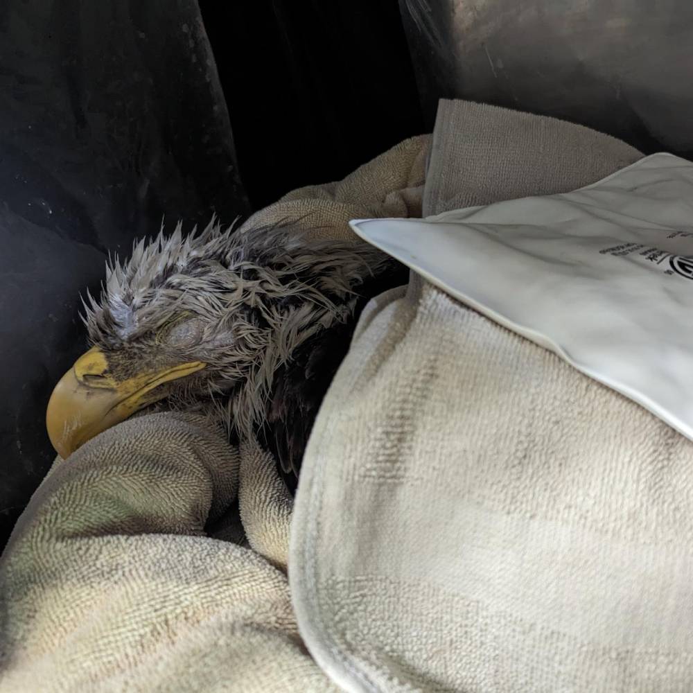 Help Bring Bald Eagle Back From Brink of Death、mySite、camillekostekn