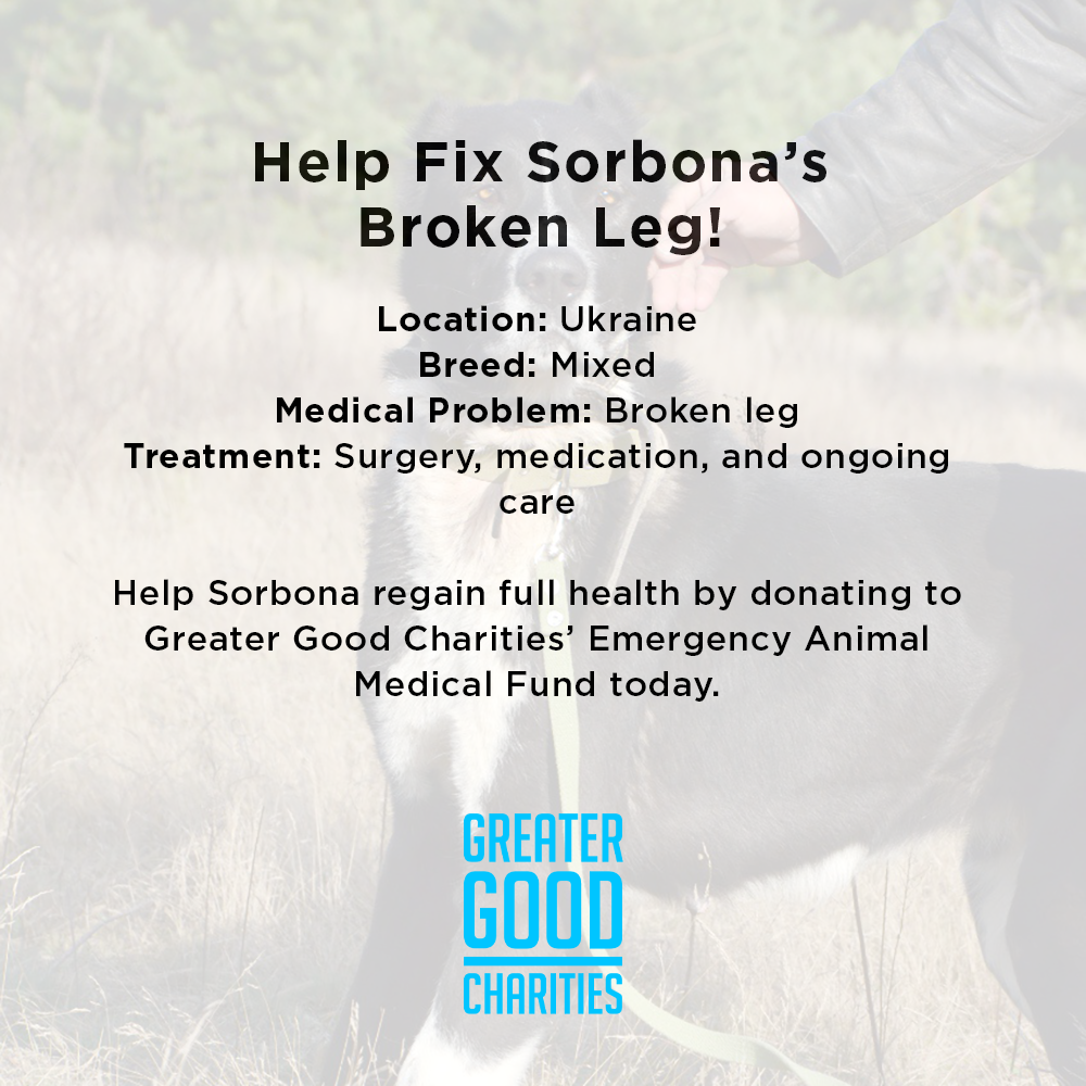 Funded: Help Fix Sorbona’s Broken Leg、mySite、camillekostekn