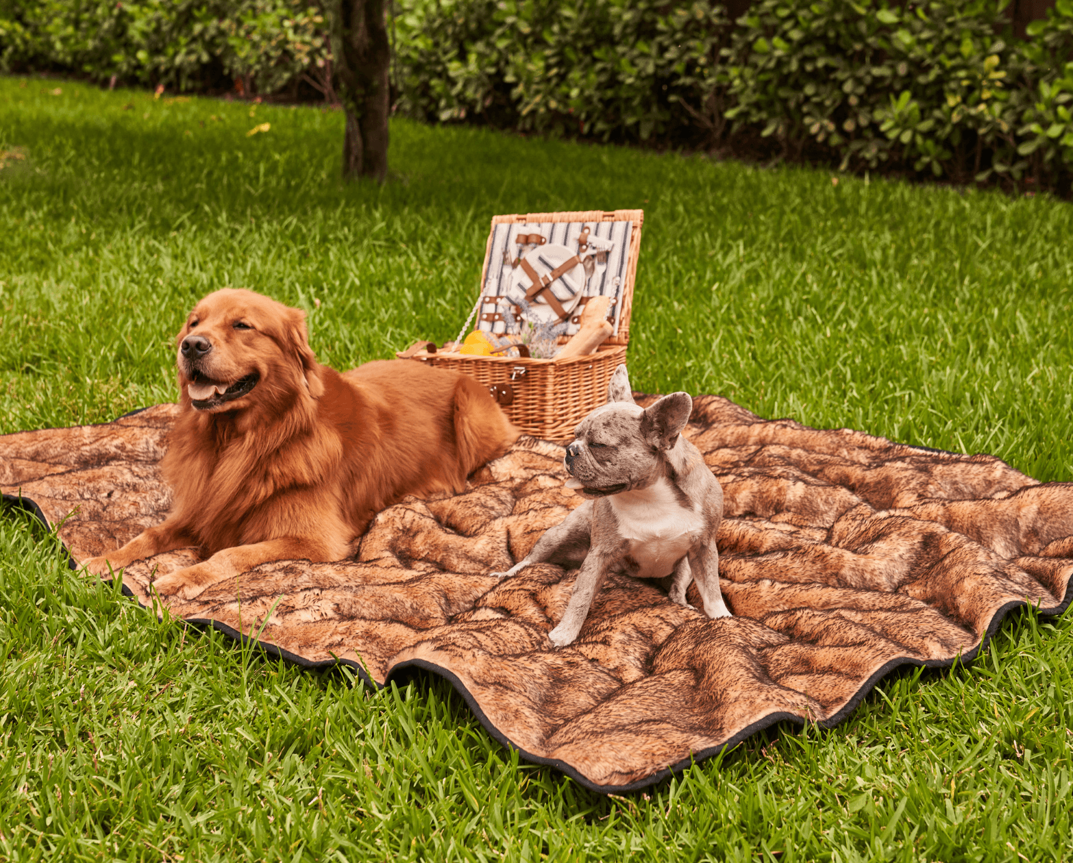 PupProtector™ Summer Short Fur Waterproof Throw Blanket - Sable Tan、mySite、solidvoid