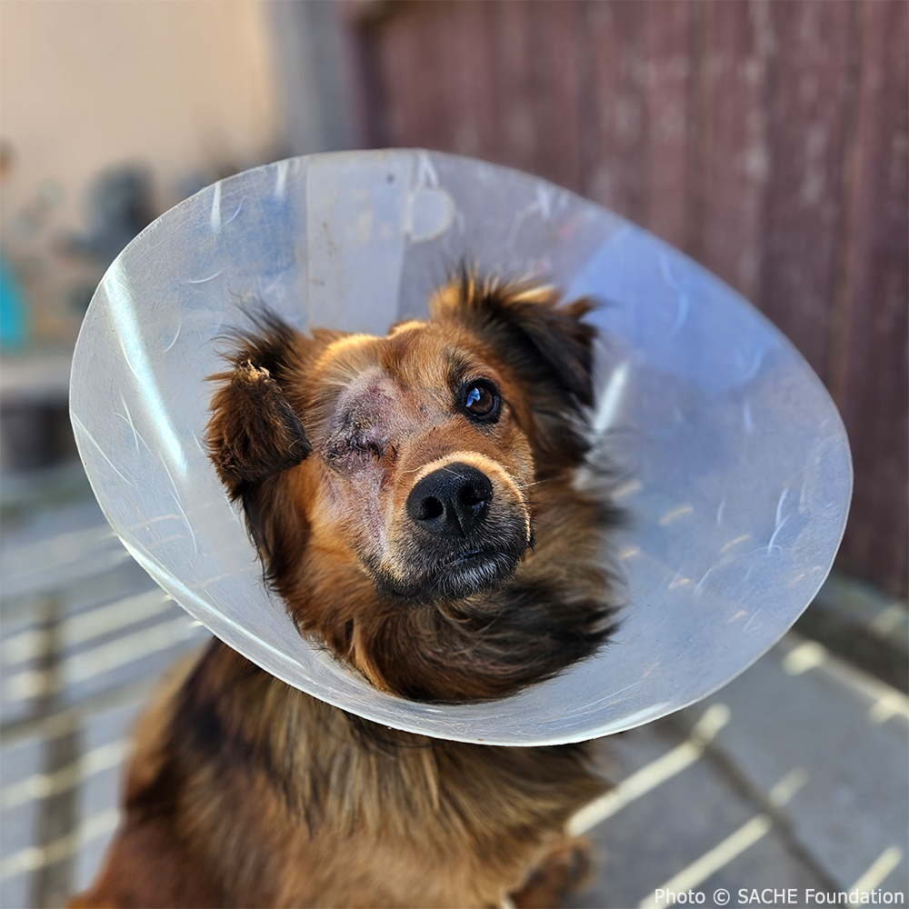 Funded: Support Desmond's Recovery After Traumatic Eye Injury、mySite、camillekostekn