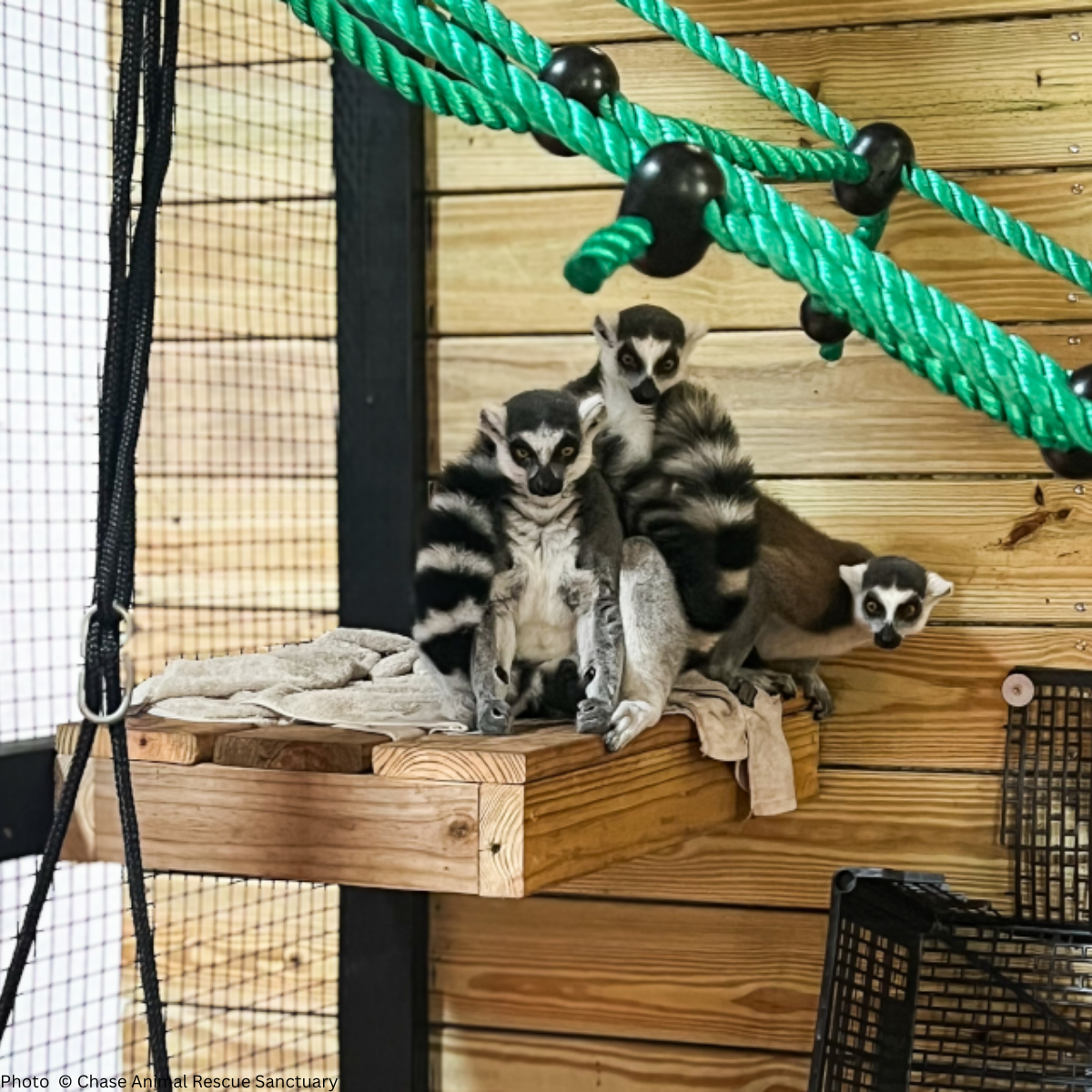 URGENT: Help Wildlife Affected By Recent Hurricanes、mySite、camillekostekn