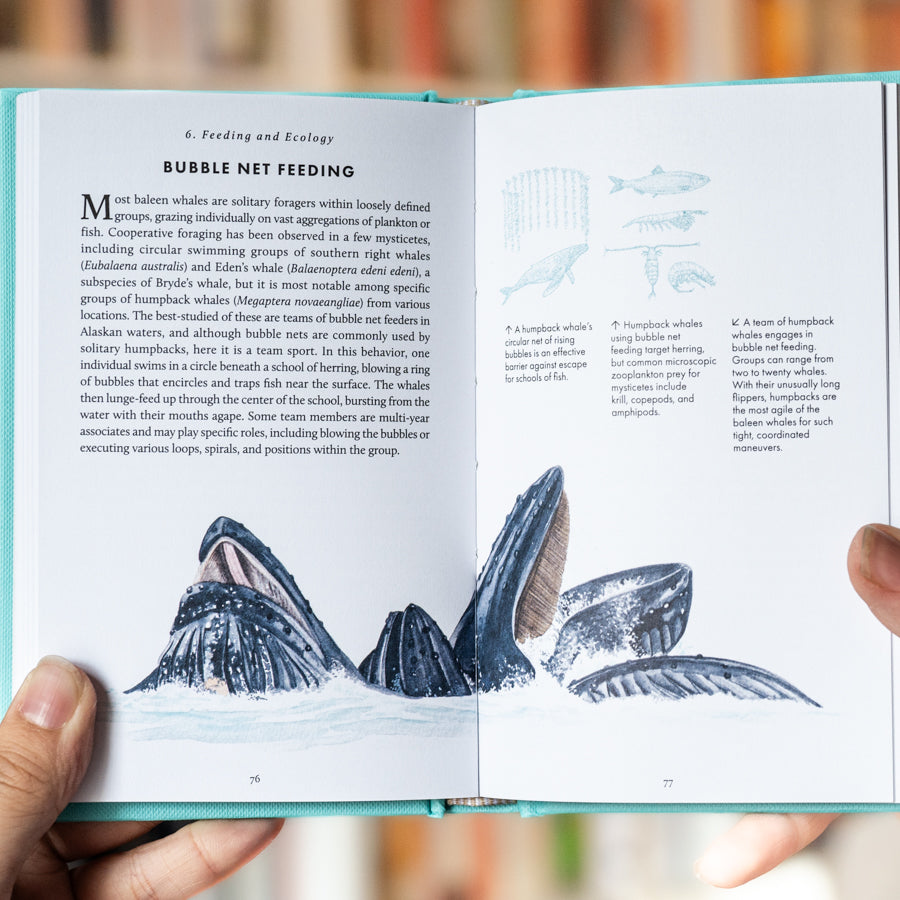 The Little Book of Whales、mySite、topwebapps