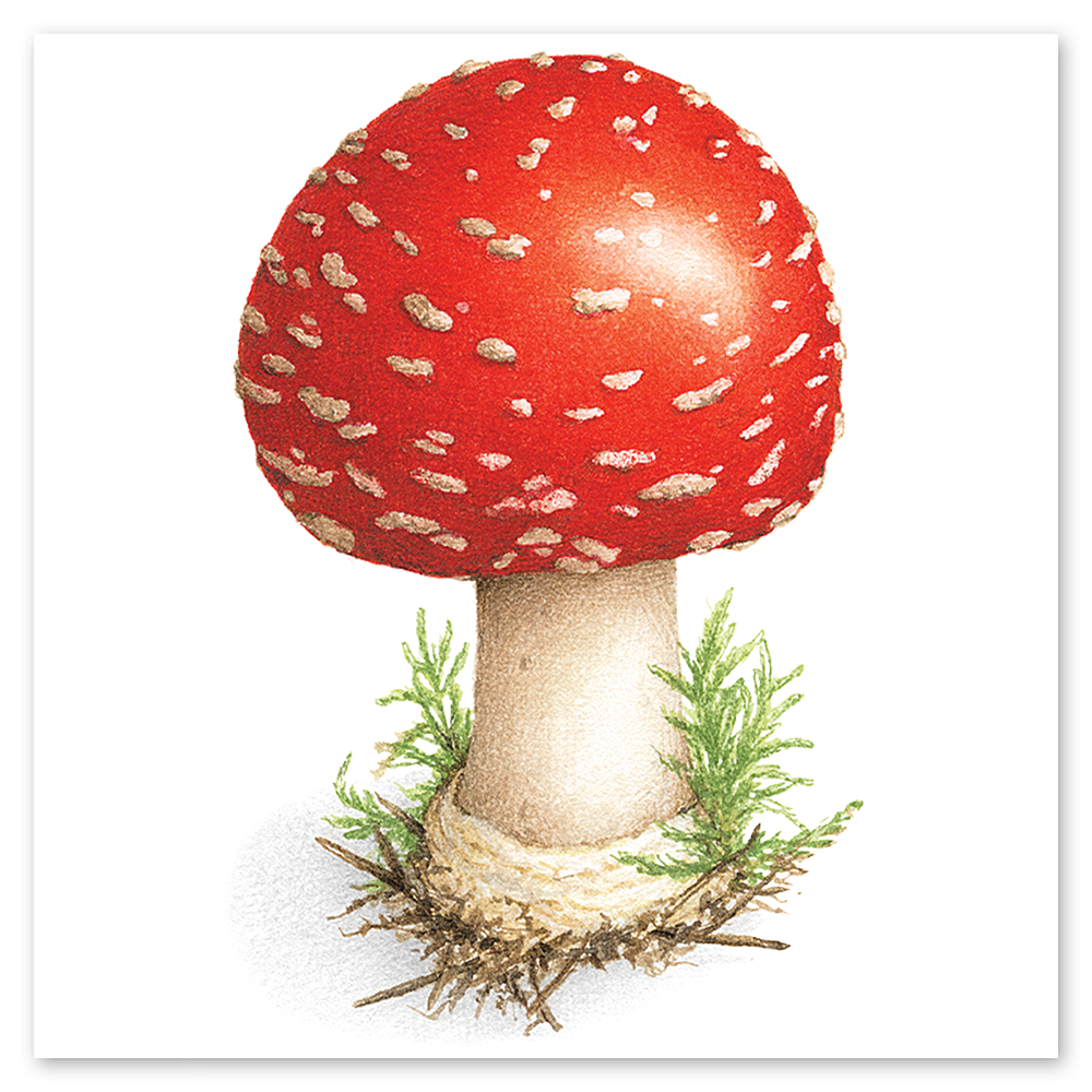  Toadstool Tattly Temporary Tattoos、mySite、ghnorth