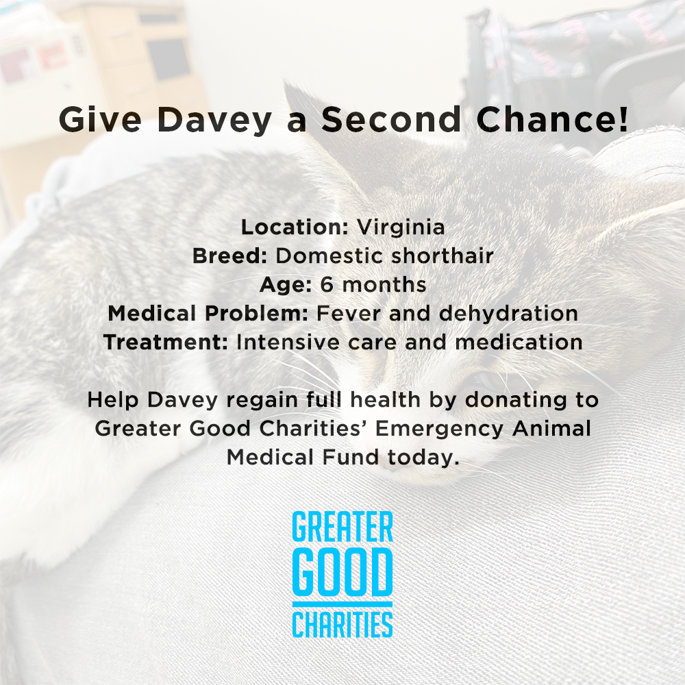 Funded: Give Davey a Second Chance、mySite、camillekostekn