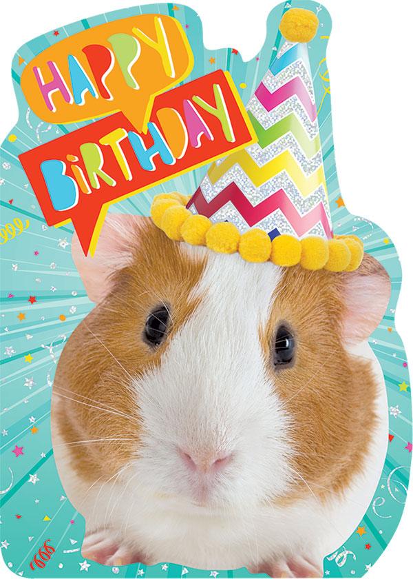  Guinea Pig Foil Card、mySite、ghnorth