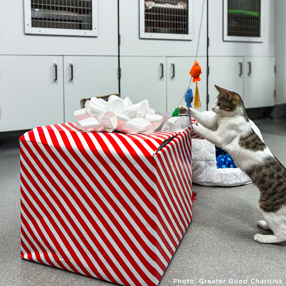 GivingTuesday: Care Package Drive for Shelter Pets、mySite、camillekostekn