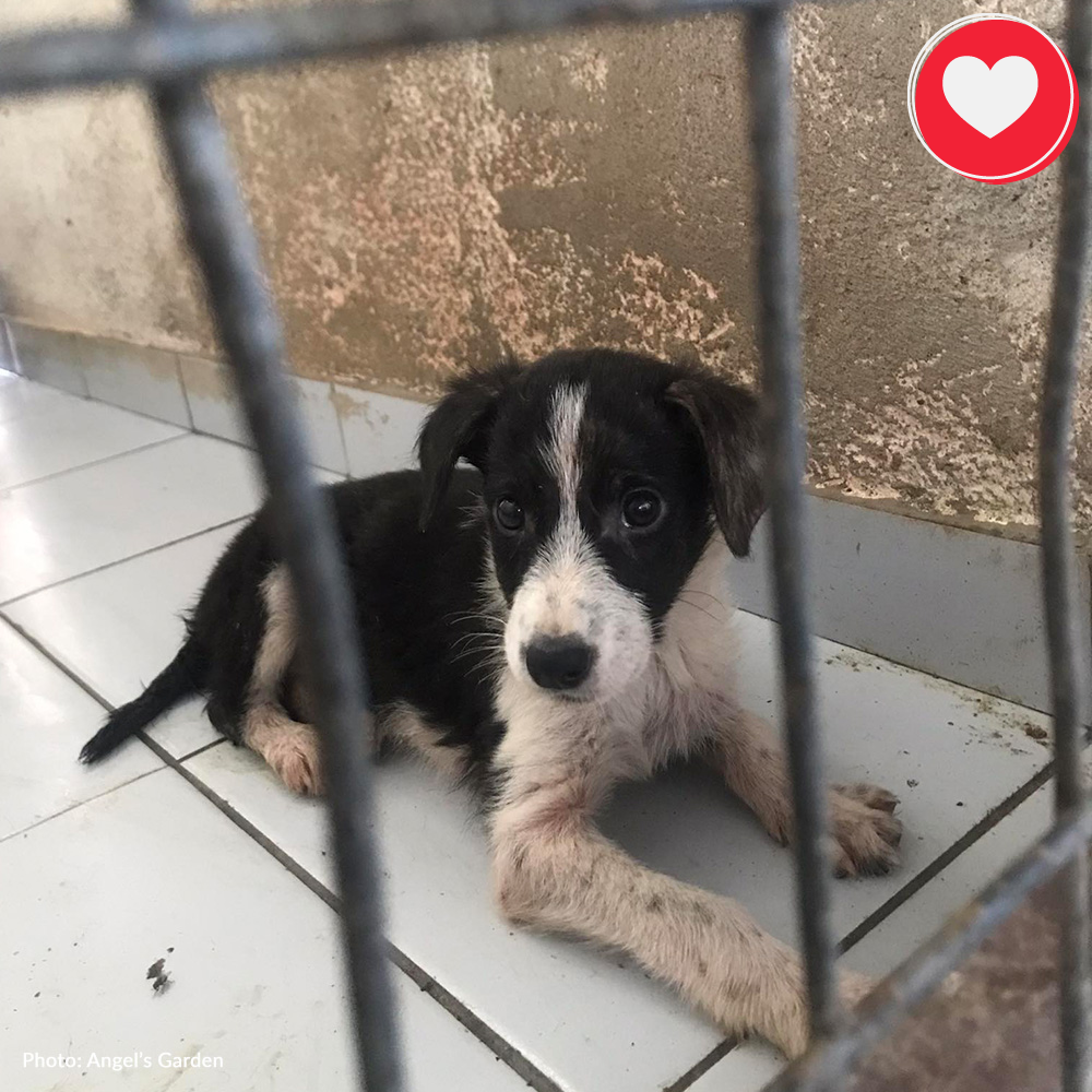 Funded: Elena Needs Your Help To Survive And Thrive、mySite、camillekostekn