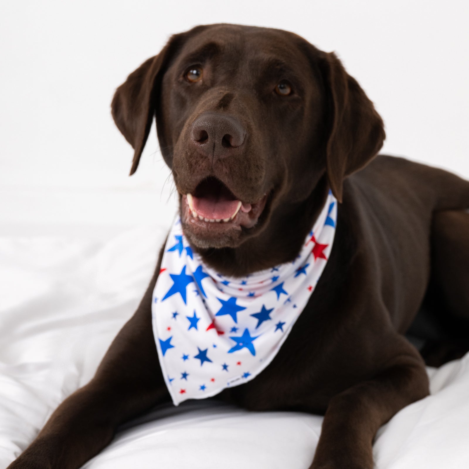  Bright Stars Pet Bandana、mySite、layawaytickets