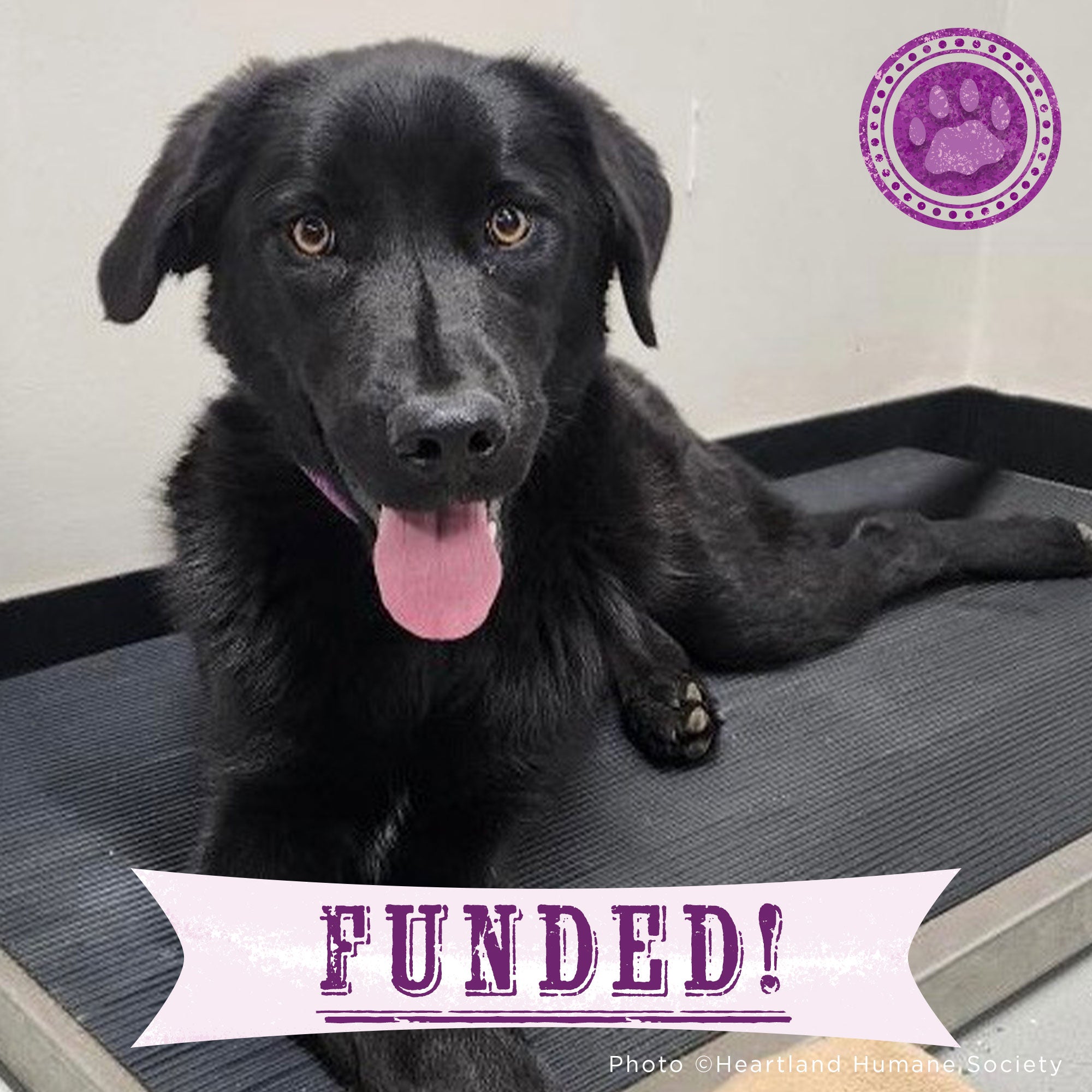 Funded - Help Lou Walk Again、mySite、camillekostekn