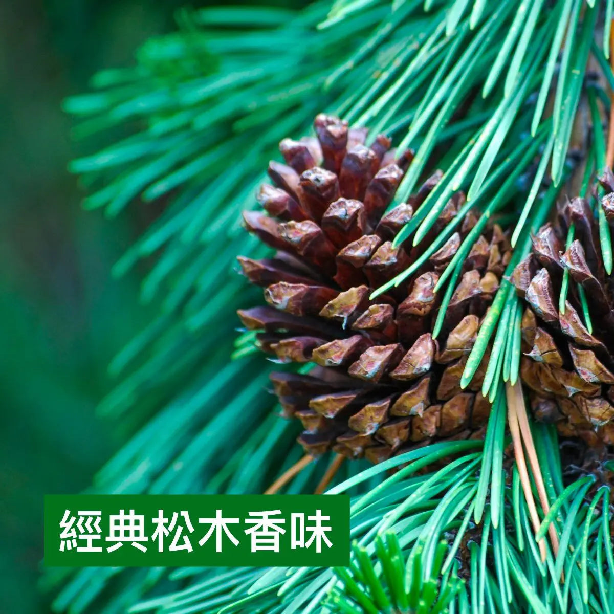 滴露 - (優惠裝)家居消毒藥水 1800ML、mySite、g9winljtr