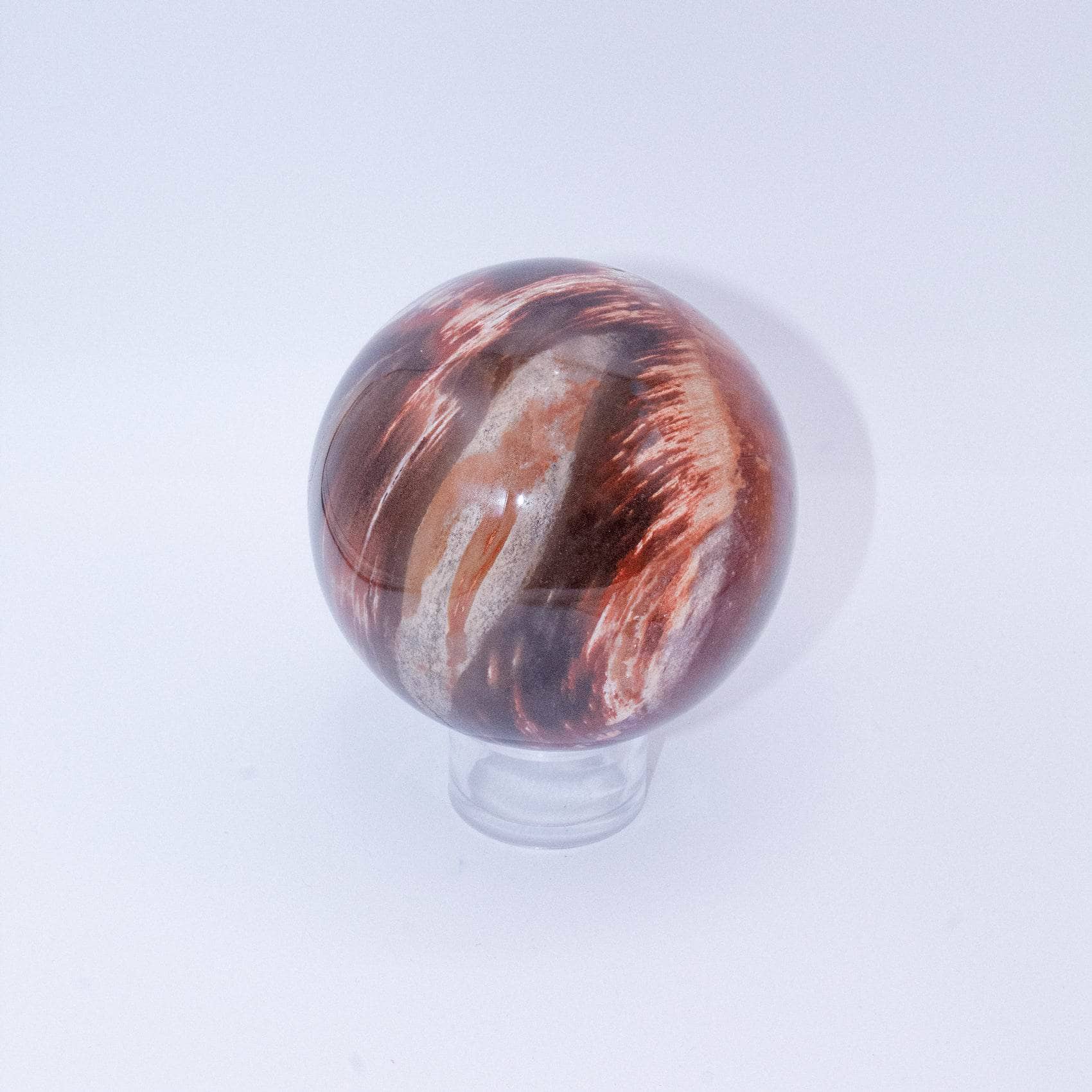 Petrified Wood Sphere - AAA Premium Quality、mySite、hinf8tx79