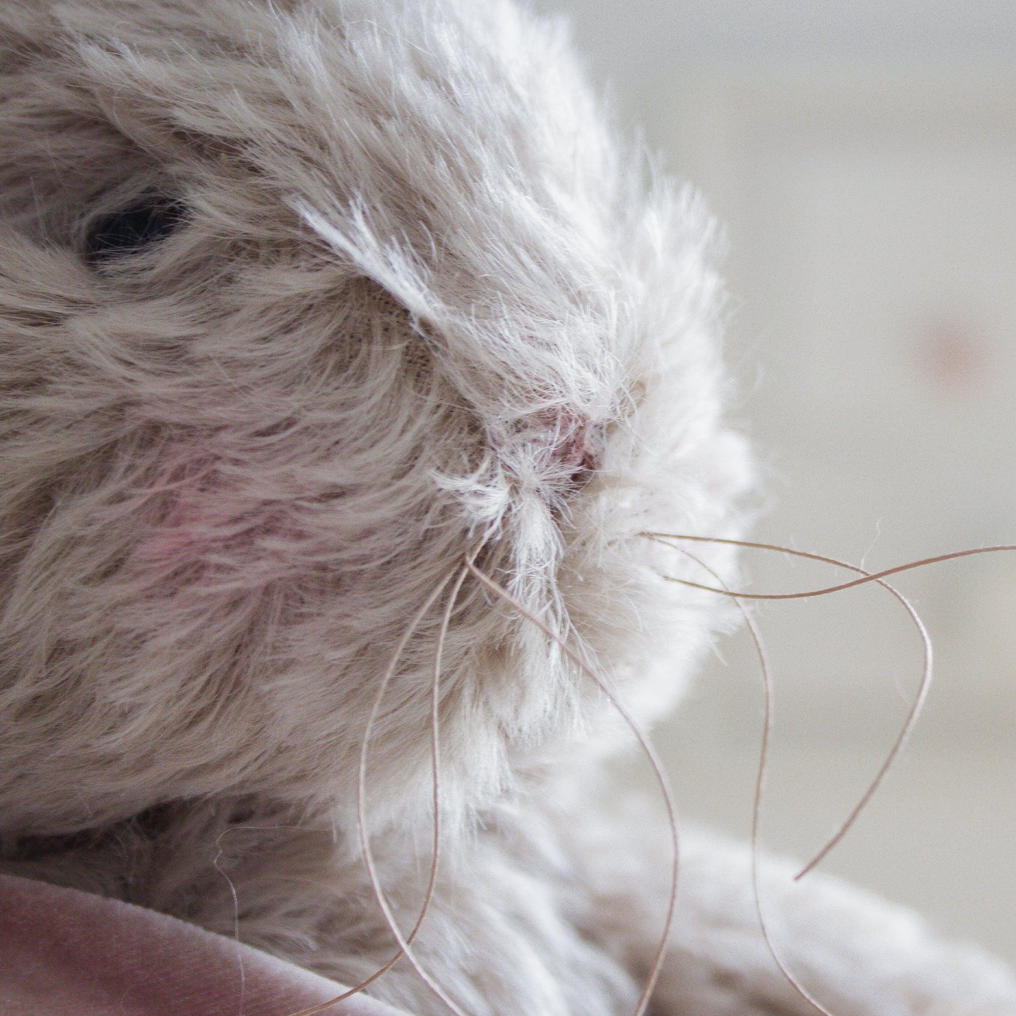 RETIRED - Hutch Studio Original - Hippity Hare - Hand-Crafted Mohair Bunny、mySite、g9winljtr