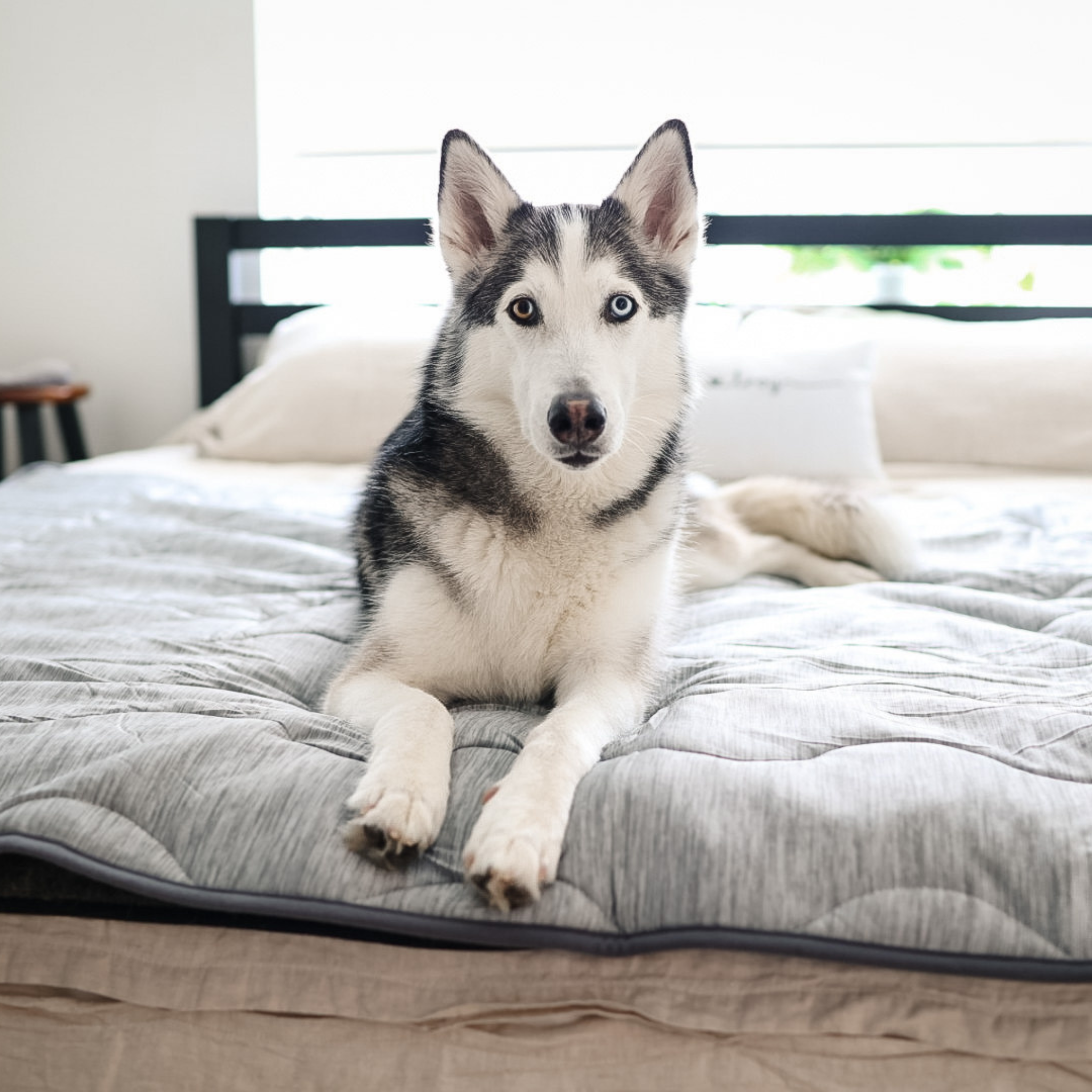 PupChill™ Cooling Waterproof Blanket - Arctic Grey、mySite、solidvoid