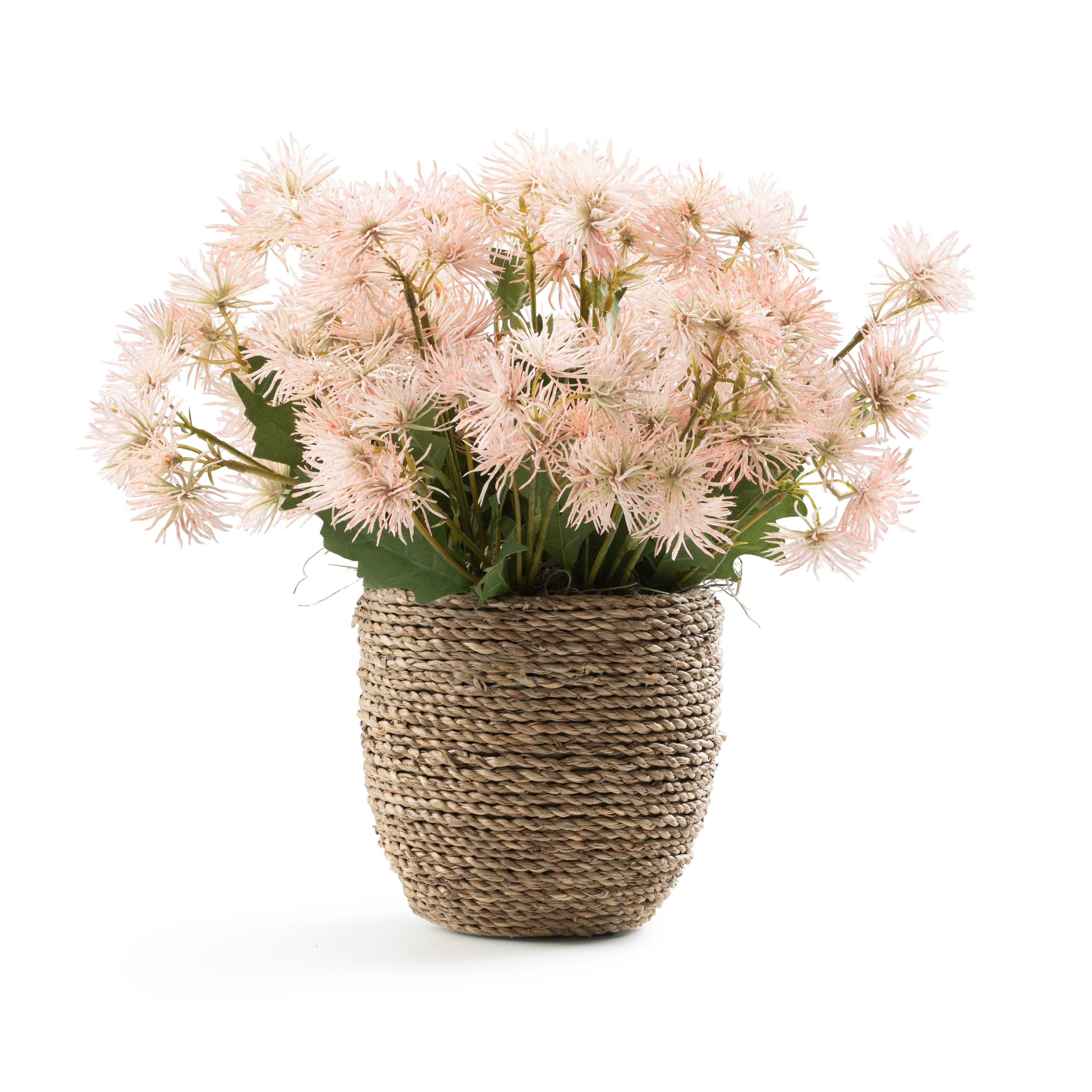  DH Pink Thistle Spray in Rope Pot、mySite、elrpsem3k