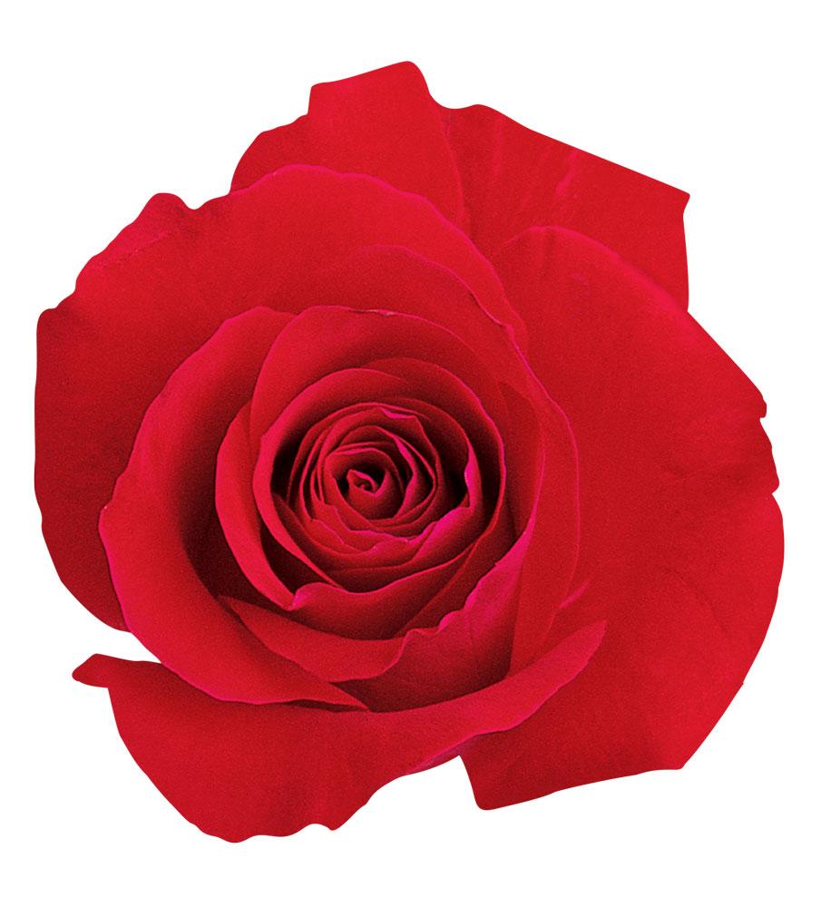  Vinyl Sticker - Red Rose、mySite、ghnorth