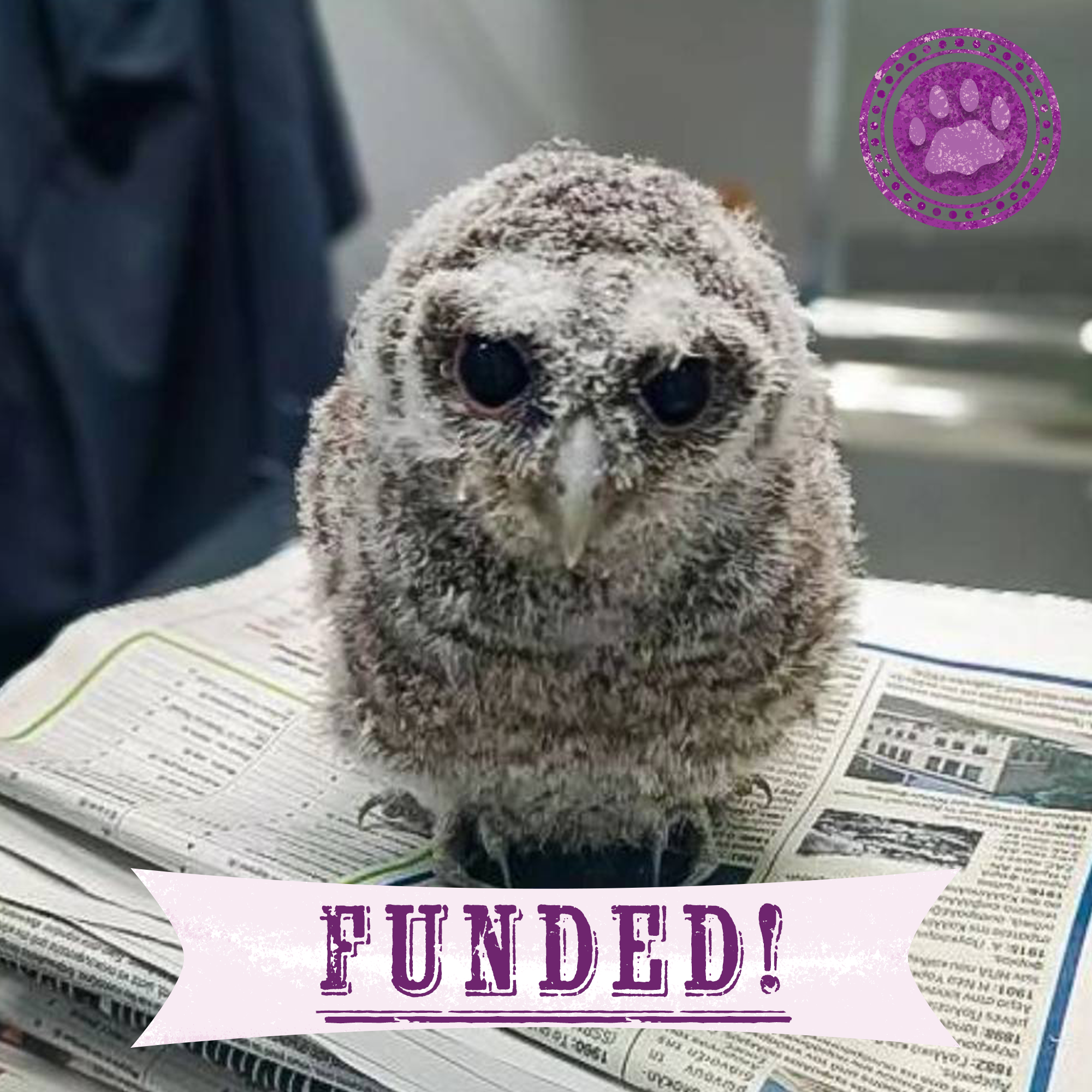 Funded: Baby Owls Need Help Spreading Their Wings、mySite、camillekostekn