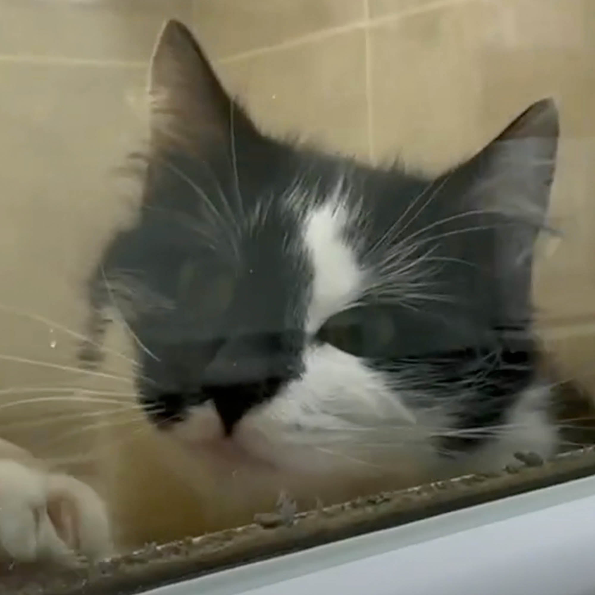 Funded: Lonely Graf Desperately Needed Live-Saving Surgery、mySite、camillekostekn