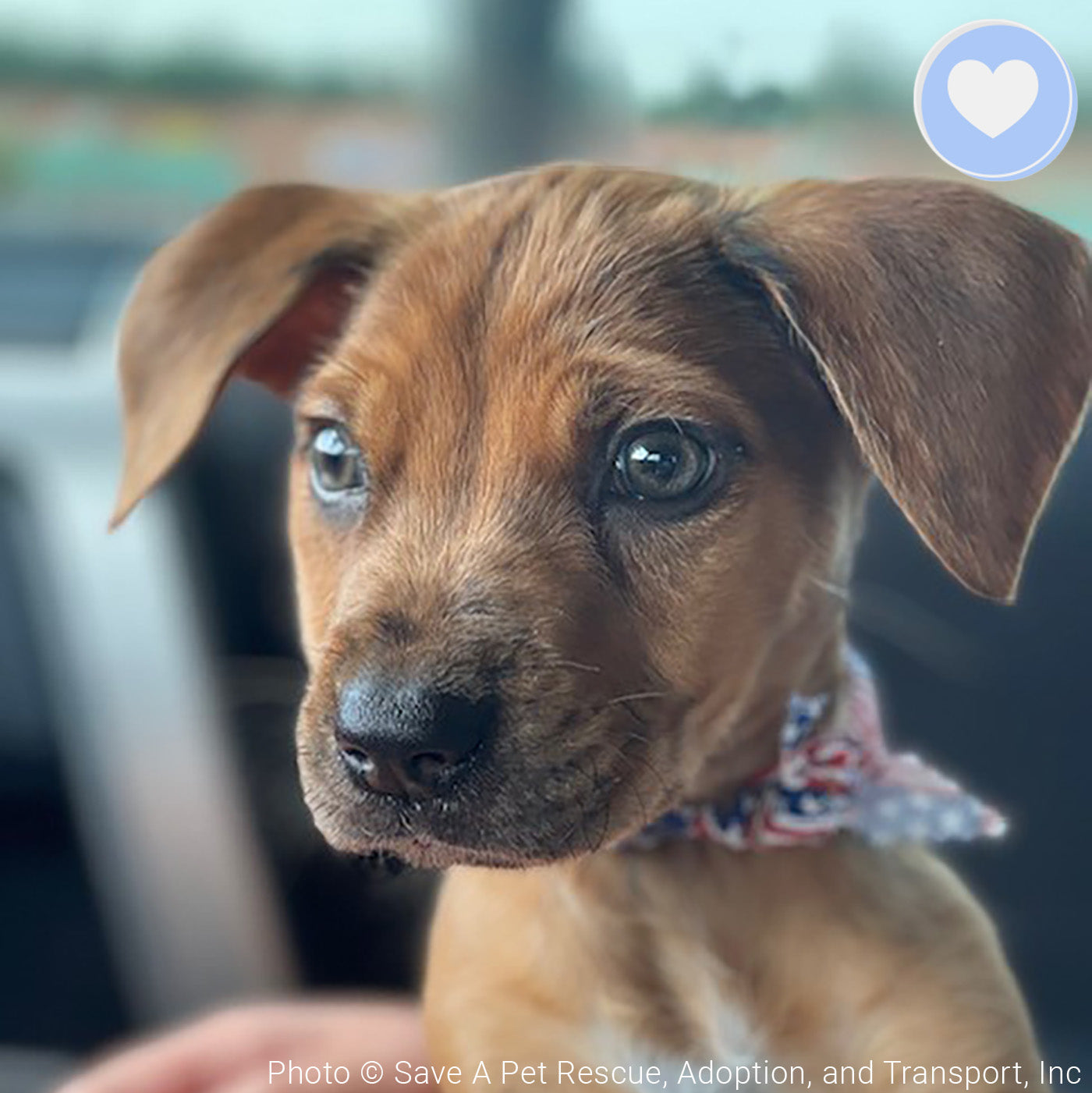 Funded - Give Chance A Chance: Fund Emergency Blood Transfusion、mySite、camillekostekn