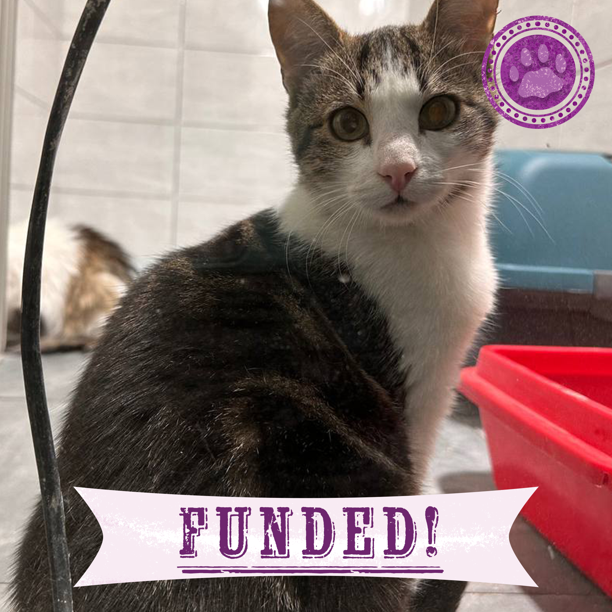 Funded: Save Python’s Paw from Bullet Wound、mySite、camillekostekn