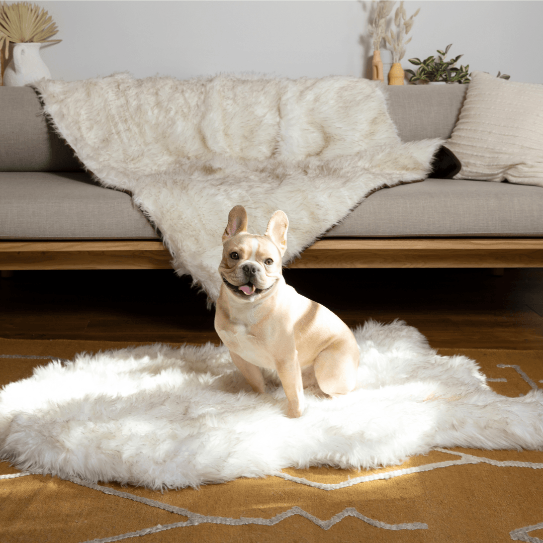 PupRug™ Orthopedic Bed + Matching Waterproof Blanket Bundle - White with Brown Accents、mySite、solidvoid