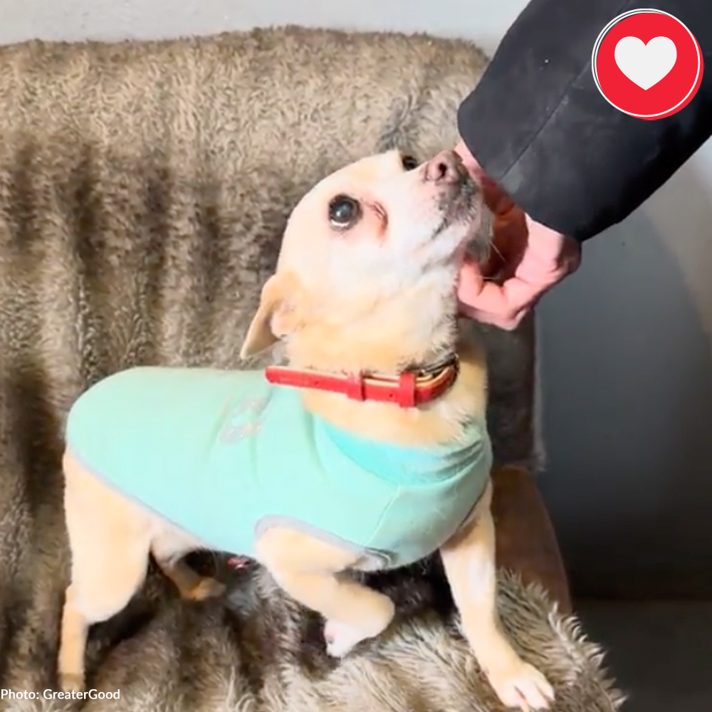 Funded: Little Lyusya Needs Your Help To Beat Cancer、mySite、camillekostekn