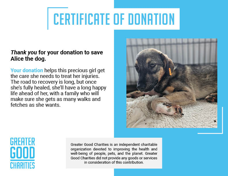 Funded: Alice Was Shot: Help Save Her Life、mySite、camillekostekn