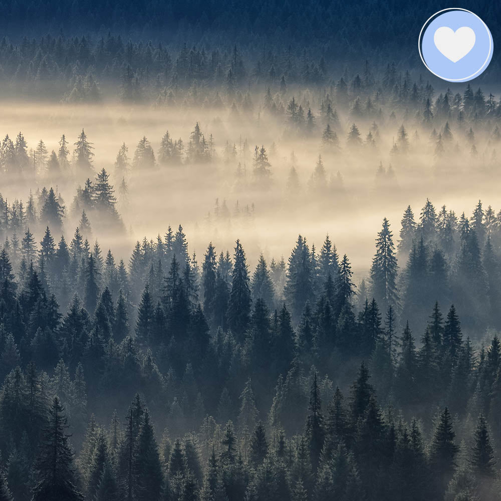 Give the Earth Some Love: Plant a Tree、mySite、camillekostekn