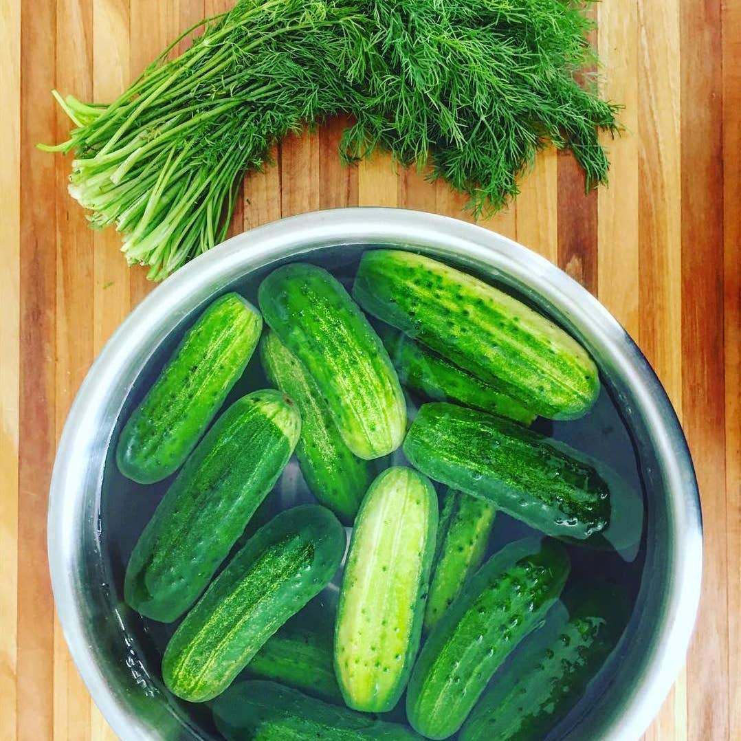 Lacto-Pickle Making Kit、mySite、topwebapps