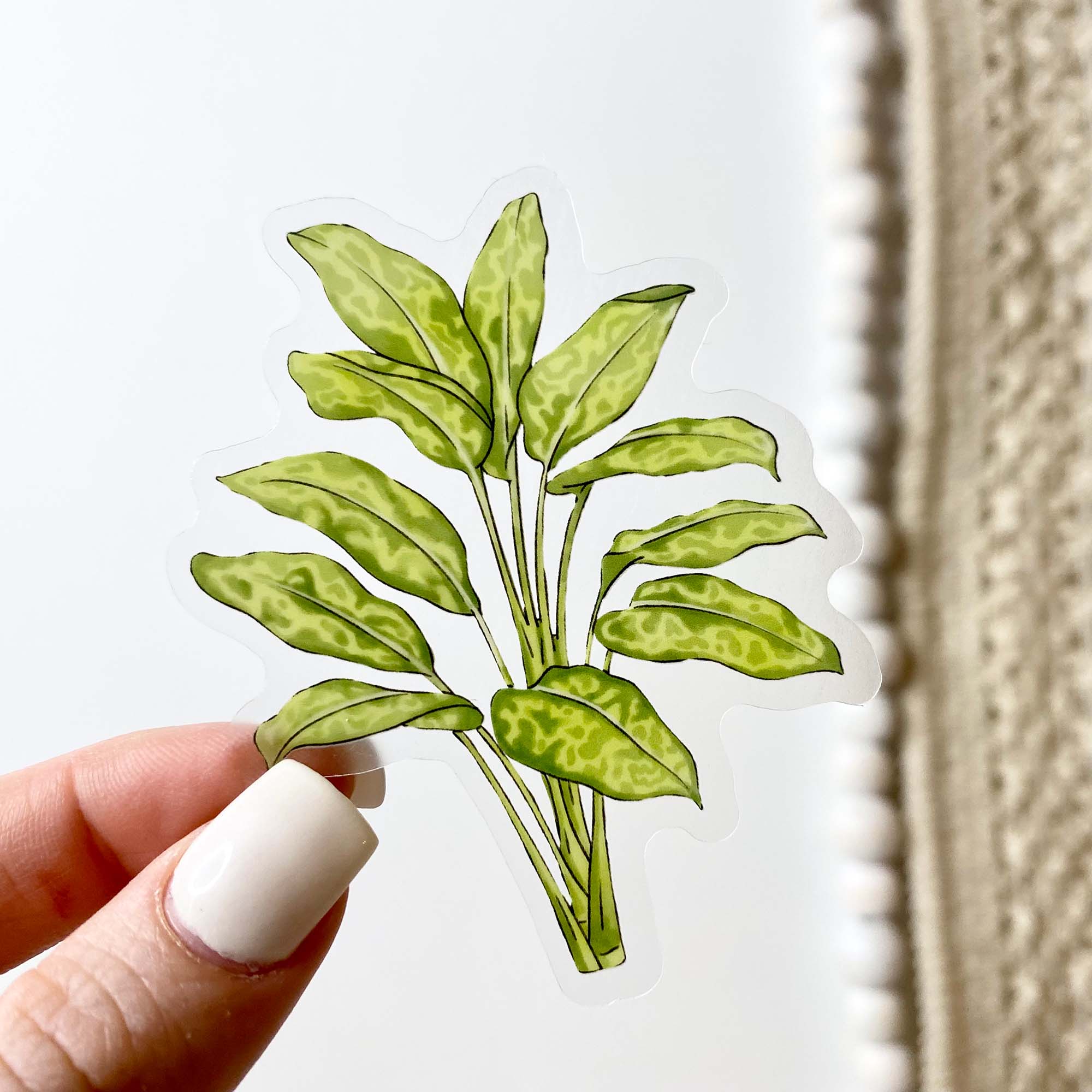 Dumb Cane - Botanical Clear Sticker、mySite、elrpsem3k