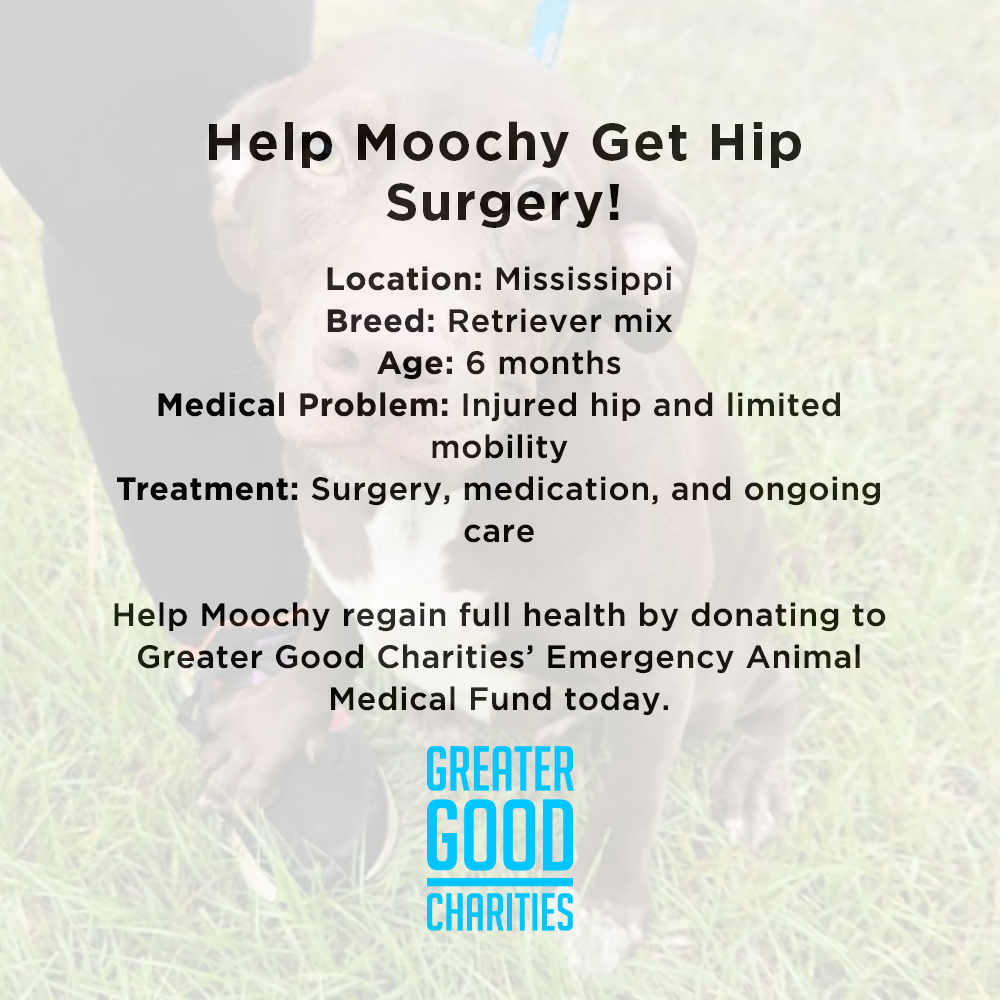 Funded: Help Moochy Get Hip Surgery & Heal From A Broken Leg、mySite、camillekostekn