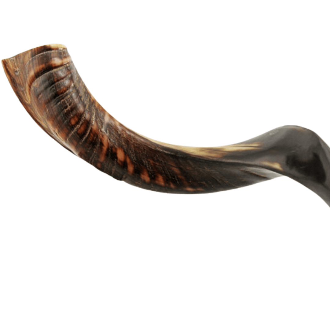  Shofar Mini Yemenite、mySite、elrpsem3k