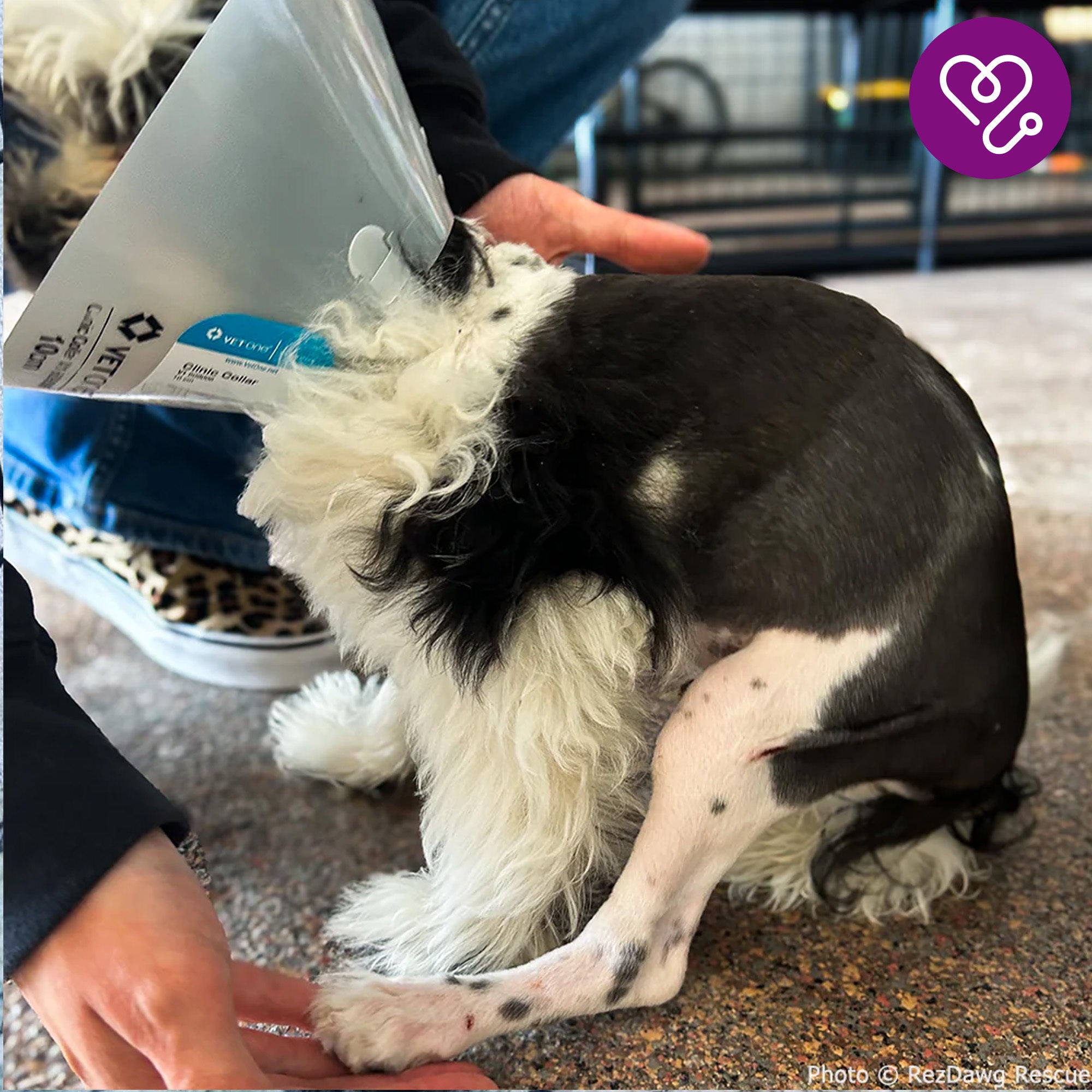 Funded: Help Snooka Run and Play After Leg Fracture、mySite、camillekostekn