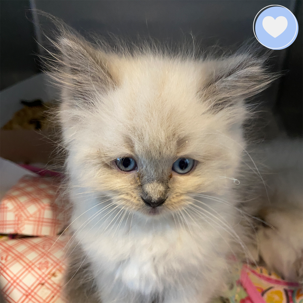 Funded: 100 Neglected Cats & Kittens Need Help Immediately、mySite、camillekostekn