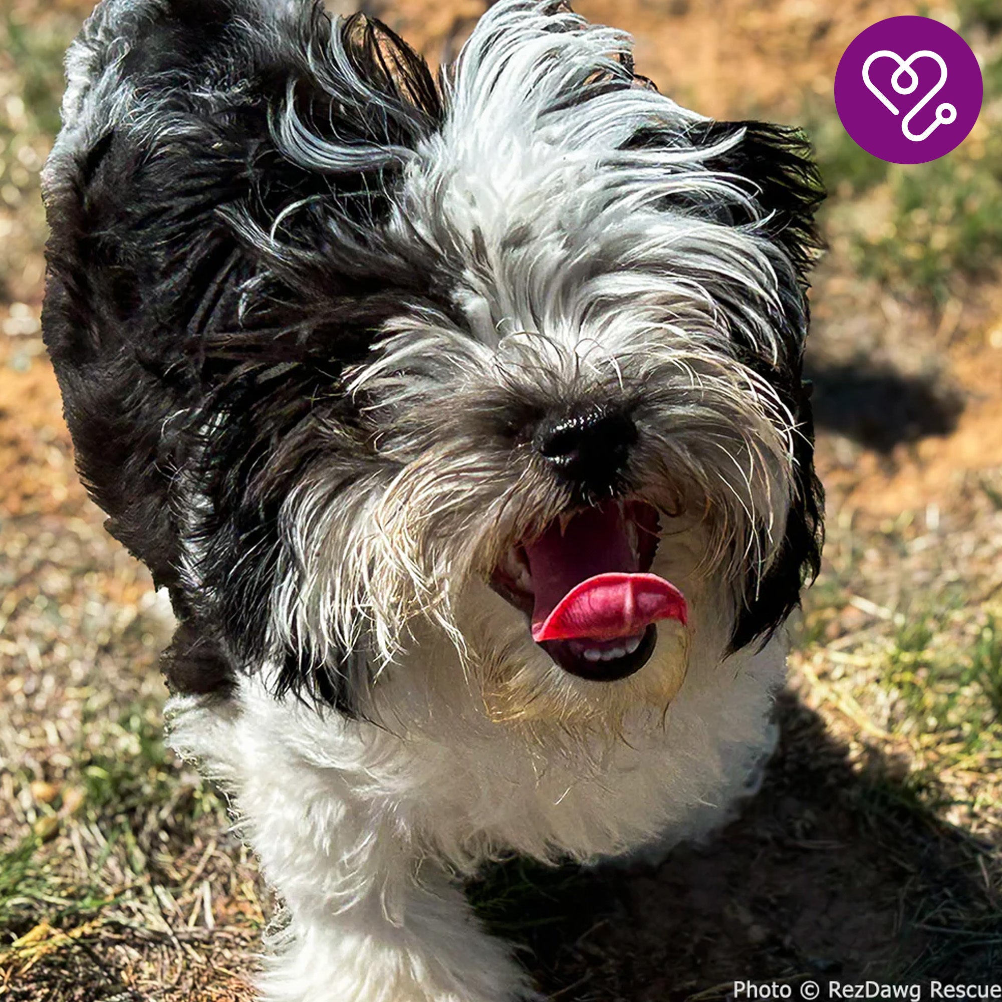 Funded: Help Snooka Run and Play After Leg Fracture、mySite、camillekostekn