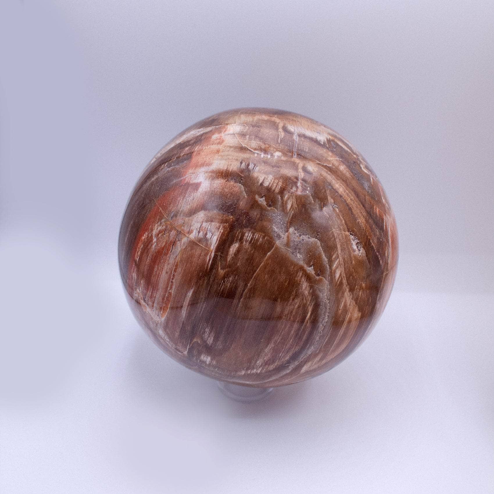 Petrified Wood Sphere - AAA Premium Quality、mySite、hinf8tx79