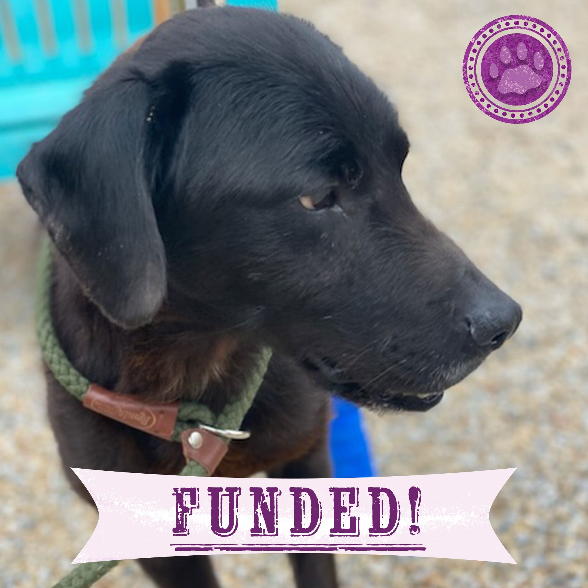 Funded - Help Francis Get Surgery To Walk Pain Free、mySite、camillekostekn