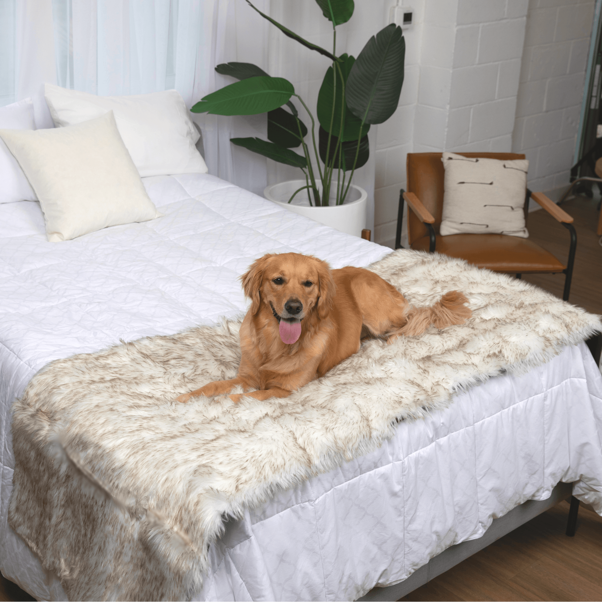 PupProtector™ Waterproof Bed Runner - White with Brown Accents、mySite、solidvoid