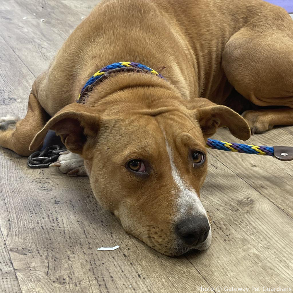 Funded: Help Free Reddy from Her Chains、mySite、camillekostekn