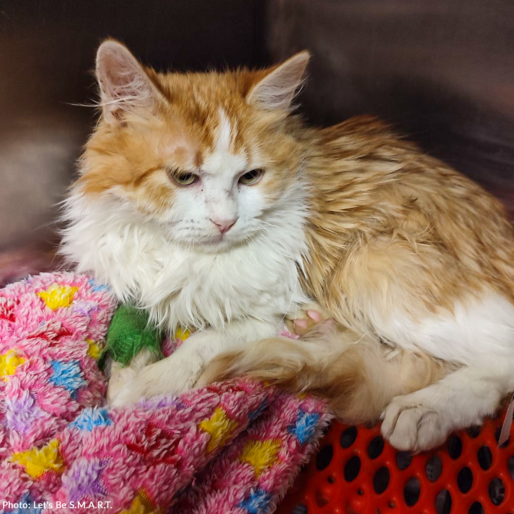 Funded: Help Leo and Tabitha Heal After Brutal Dog Attack、mySite、camillekostekn