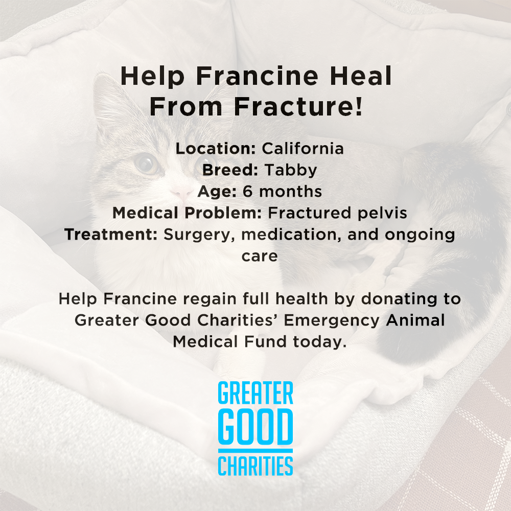 Funded: Help Francine Heal From Fracture、mySite、camillekostekn