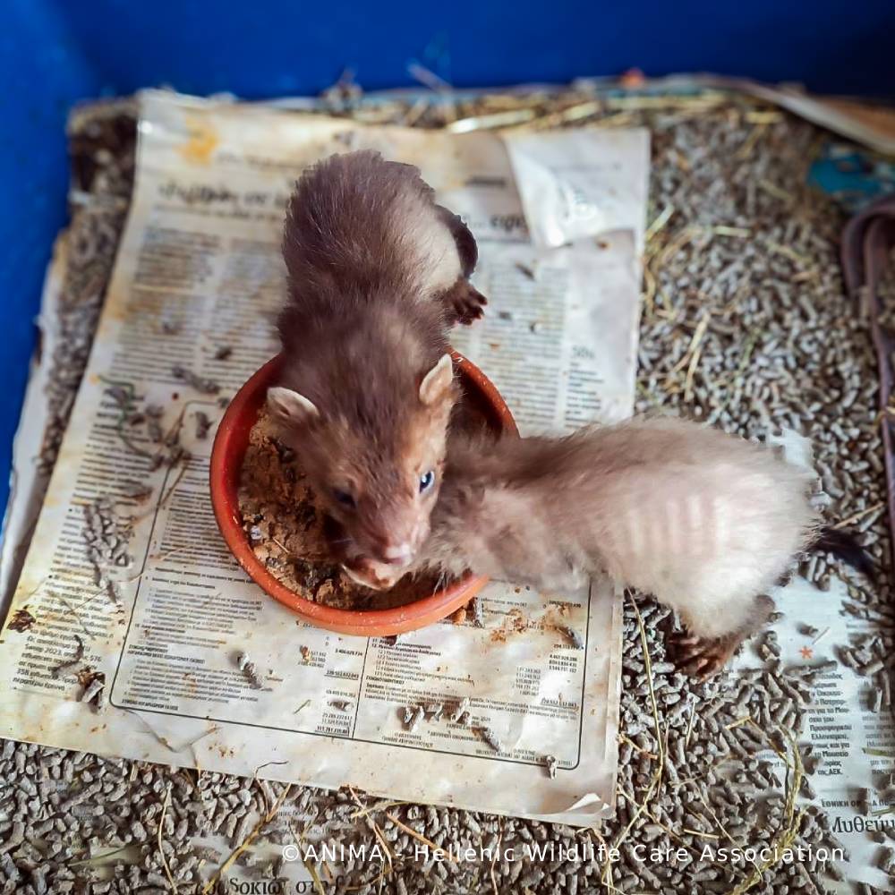 Wildlife Rescued From Fires Need Care and Support to Be Released、mySite、camillekostekn